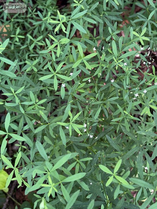Galium schultesii